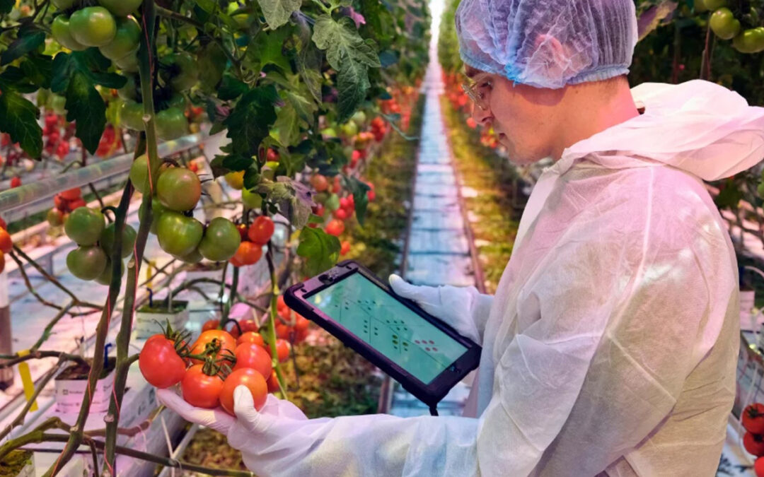 L’agricoltura del futuro: Syngenta ottimizza i pomodori con l’IA
